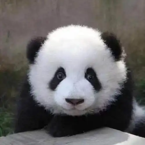 呆萌的熊猫带来的无限乐趣