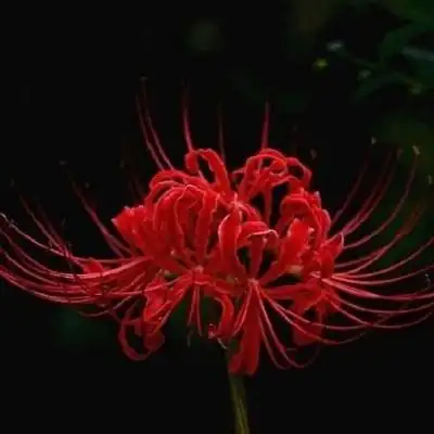 彼岸花头像女生唯美图片 彼岸花系列冷酷女孩