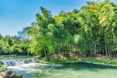 杭州植物园竹园竹林小溪