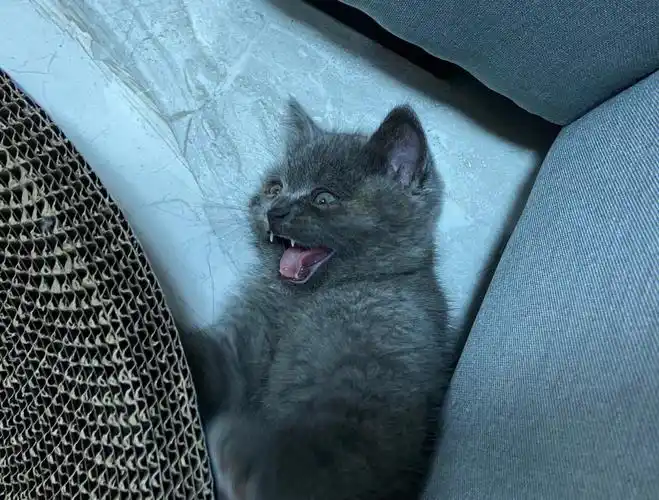 英短蓝猫幼崽一个月24天不会盖屎怎么教啊啊