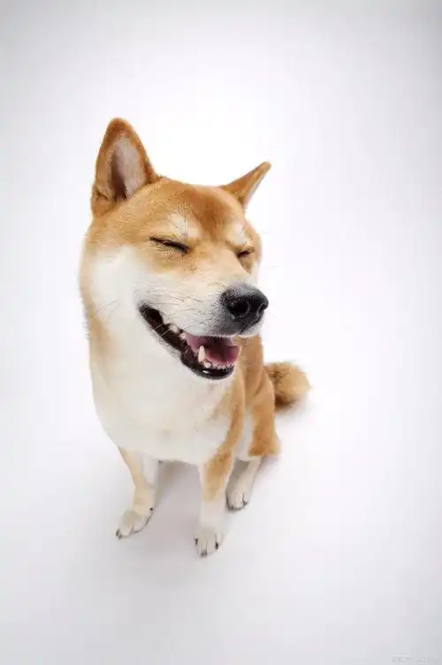 十大最受欢迎的宠物狗