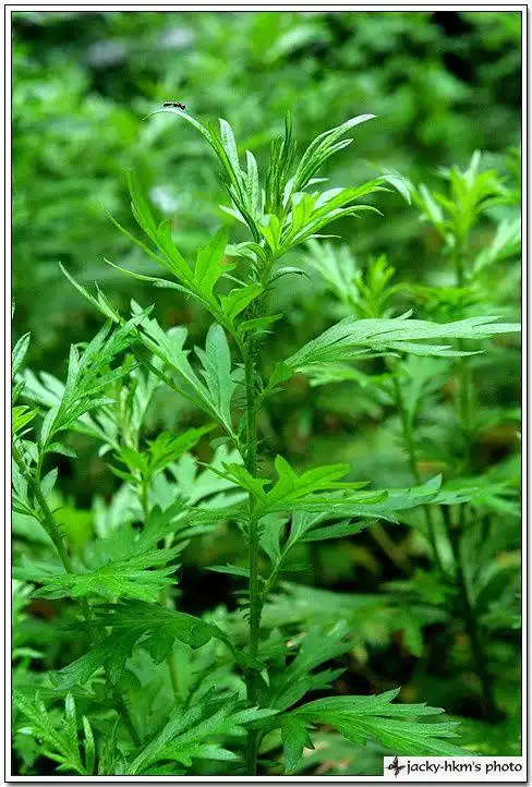 【图】艾草- 植物世界 - hot spot im_hihahaha1的收集_我喜欢网