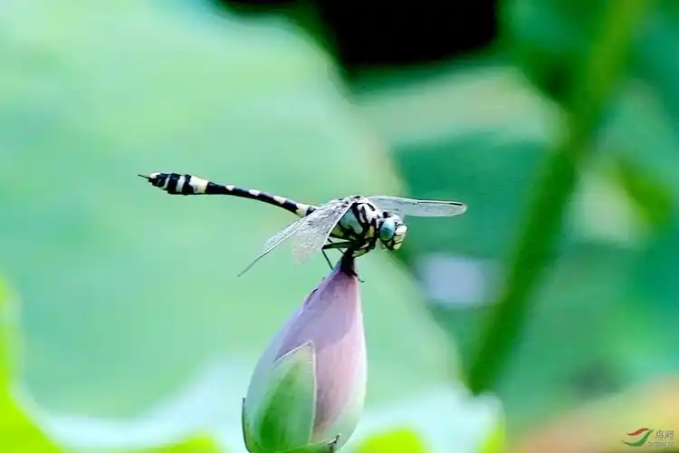 荷花池的蜻蜓