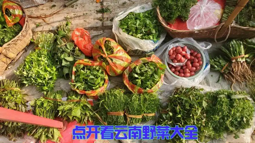 点开看云南野菜大全看你认识几种