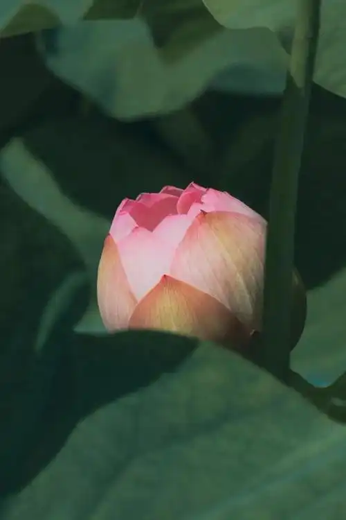 美图欣赏丨盛夏普陀山,清净莲花开