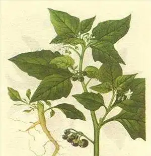 抗癌中草药 白毛藤【3】彩图