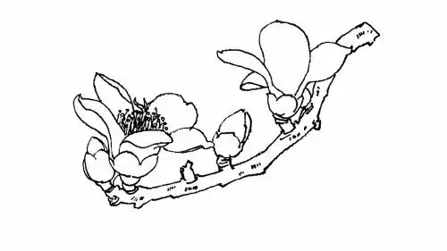 木棉花怎么画 - 简笔画 - 懂得