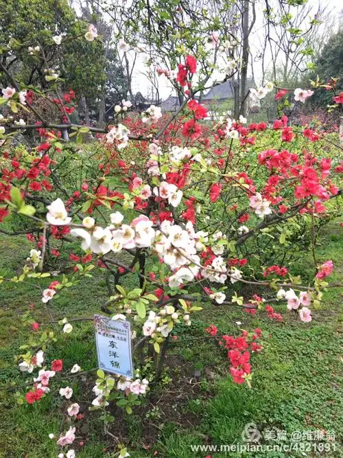 这棵东洋锦海棠真出奇,五颜六色.
