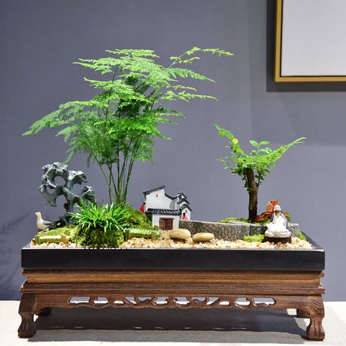 文竹盆栽室内禅意绿植山水盆景苔藓微景观植物办公室茶室观叶盆景