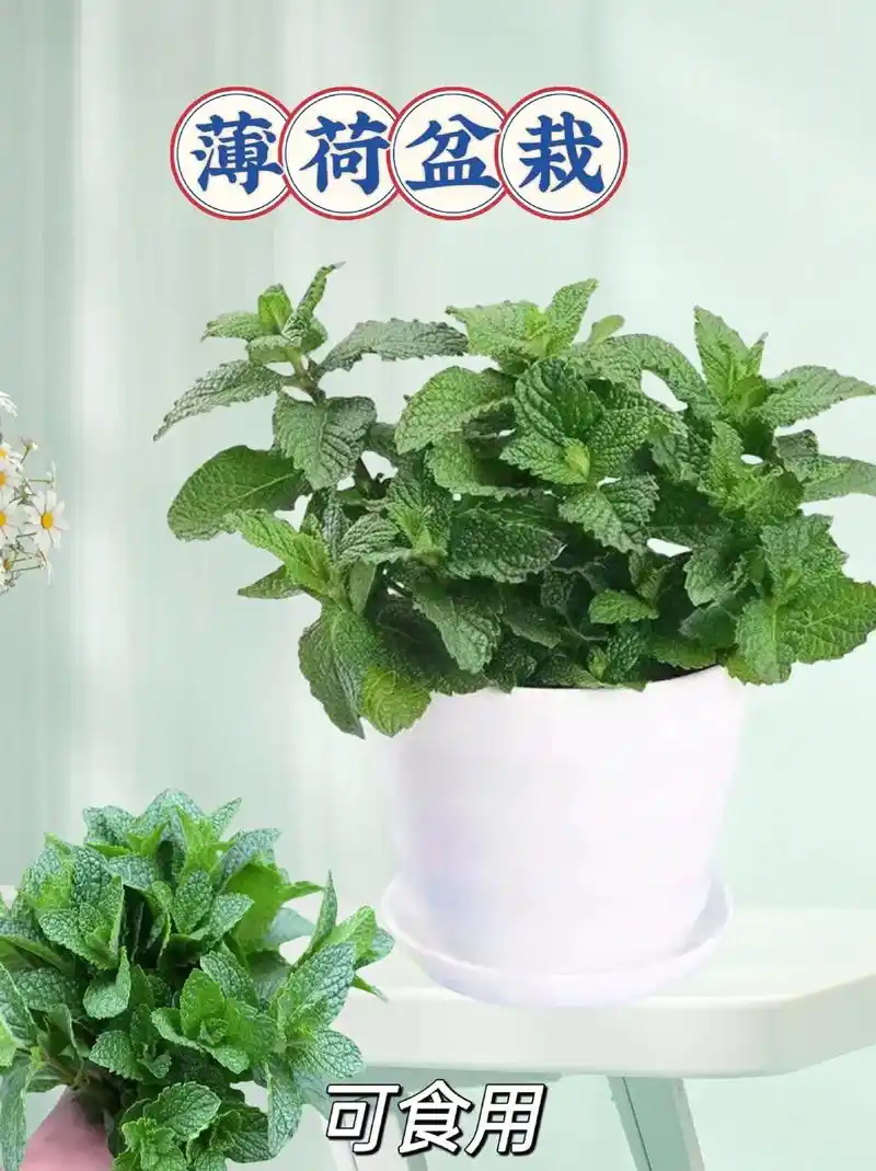 薄荷是非常棒的植物呀!它那清新的气息,闻起来就让人 - 抖音