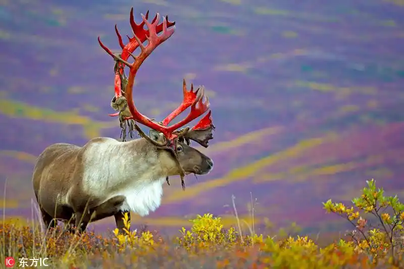 惊艳!摄影师捕捉雄性驯鹿鹿角脱落瞬间