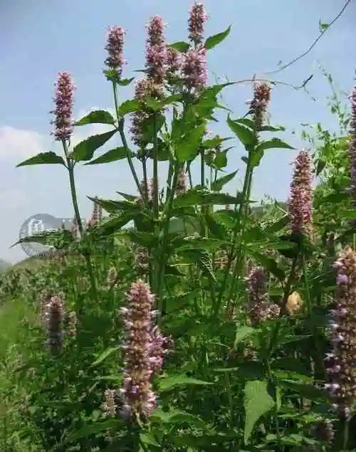 草药图片大全和名称3000种 常见中草药图片大全,农村到处可见,造福