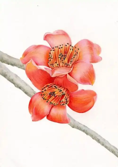 详细彩铅教程木棉花上鹧鸪啼木棉花下牵郎衣