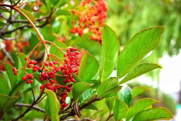 红果冬青—— "许愿树"美丽传奇