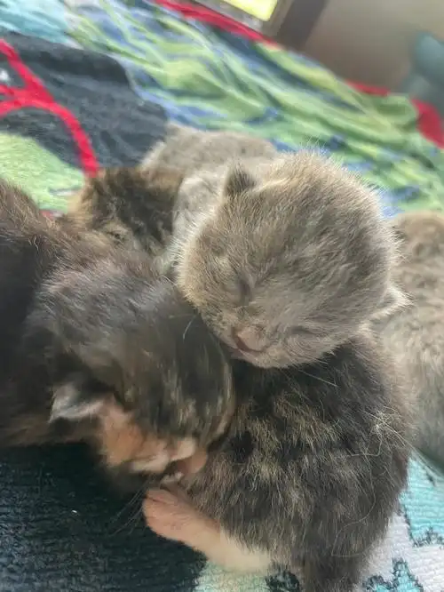 愚人节晚上收到的礼物97蓝猫跟加菲生的四小只93蓝猫的基因也太