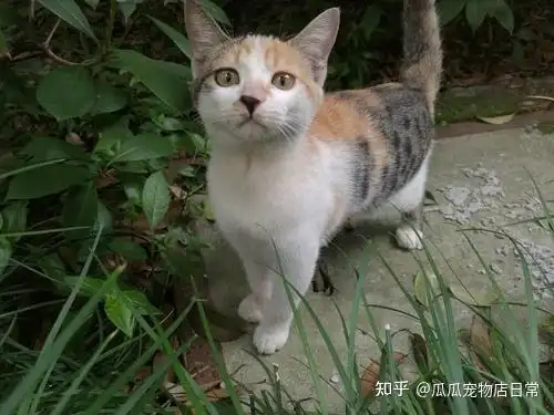 土猫田园猫真的没品种猫好看吗