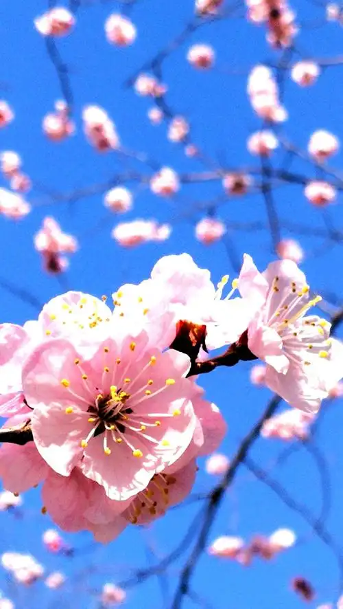 雨露滋润大地,美丽带给人间,大自然的馈赠一一春天的花