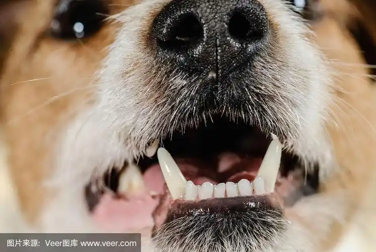 白色健康狗的牙齿和幼犬的尖牙