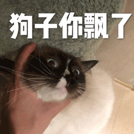 萌宠猫猫咪狗子你飘了飘了生气gif动图_动态图_表情包下载_soogif