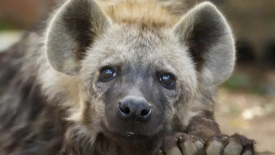 草原二哥鬣狗自然风景动物世界风光无水印电脑桌面高清壁纸图片  果松