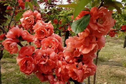 0/棵 富贵王子海棠 东北绿化树苗 接穗小苗及乔木均有 量大从优