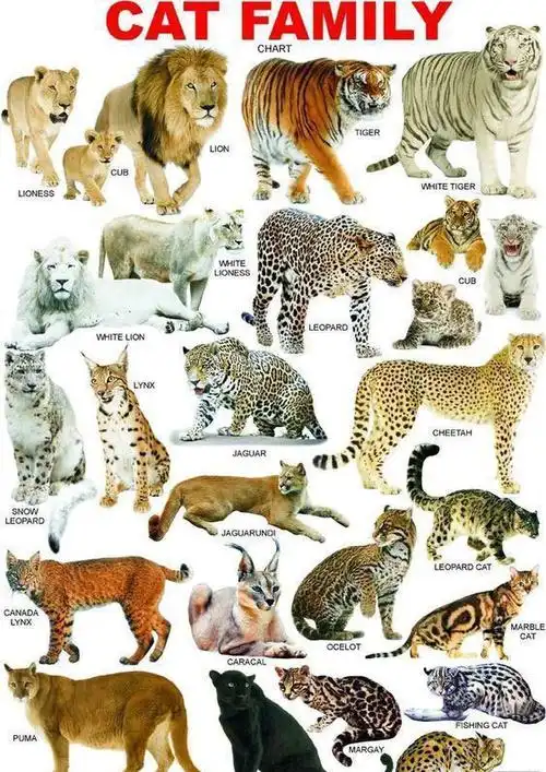 美洲豹;leopard 豹;jaguarundi 美洲山猫;cheetah 猎豹;leopard cat