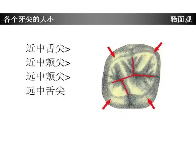 上颌磨牙牙体形态简述ppt