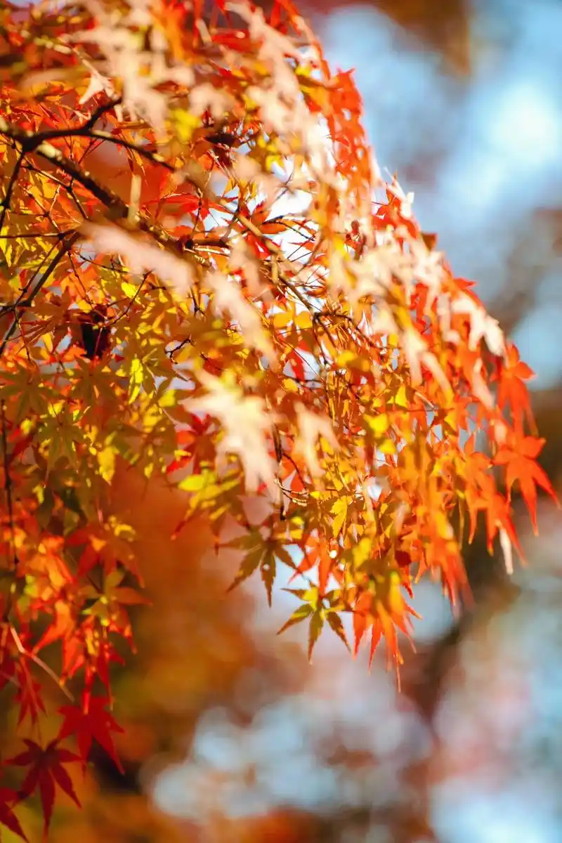 风乍起,秋意浓,又是一年枫叶红!南昌人民公园最美的枫叶来了, - 抖音