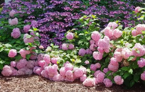 壁纸,2400x1526,绣球,粉红色,花卉,下载,照片