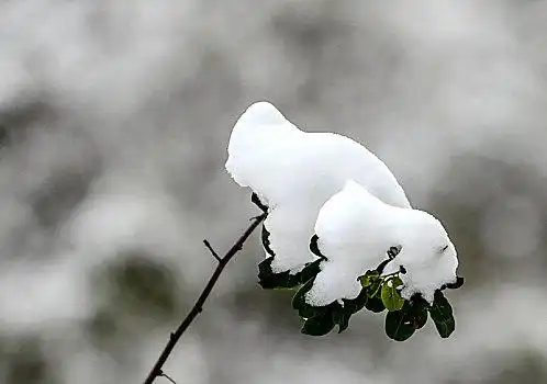 白雪皑皑图片_白雪皑皑图片大全_白雪皑皑图片素材