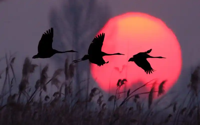 丹顶鹤 系列 1 (日出,日落总汇)