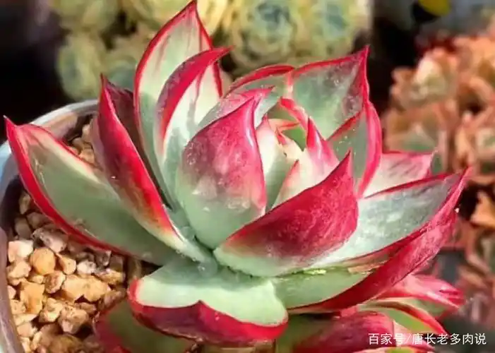 惊鸿一瞥自难忘——多肉惊鸿仙子,只听名字就很美,你养过没有?