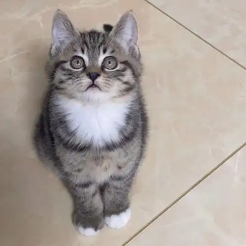 啊啊啊看到一个姐妹说狸花猫是烧颜值长大的