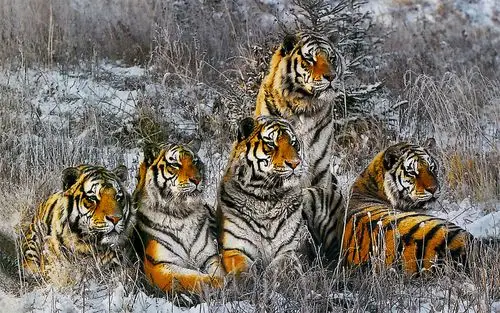 威猛霸气老虎壁纸_超霸气的威武老虎