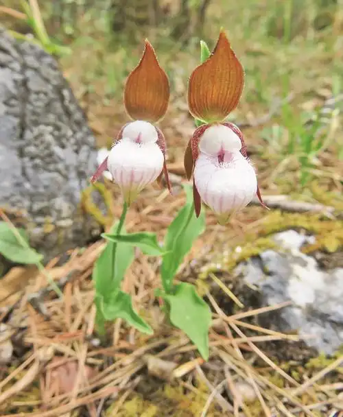 玉龙雪山绚丽的小种群野生杓兰植物