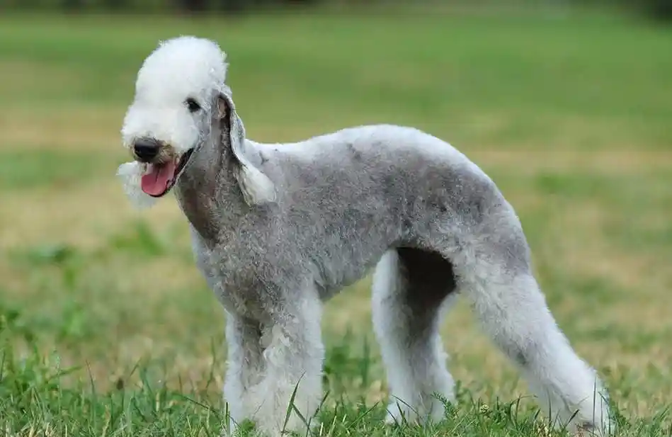 全球珍宝:世界名犬(1)