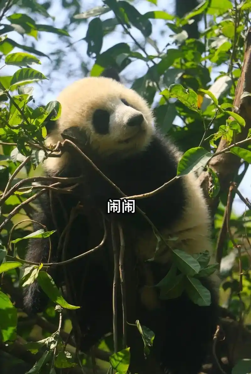 树袋熊.各种销魂睡姿的挂树的闹闹小朋友,也是收猫困难户!最不 - 抖音