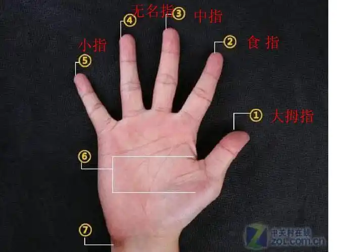 无名指 小指 中指 食指 大拇指