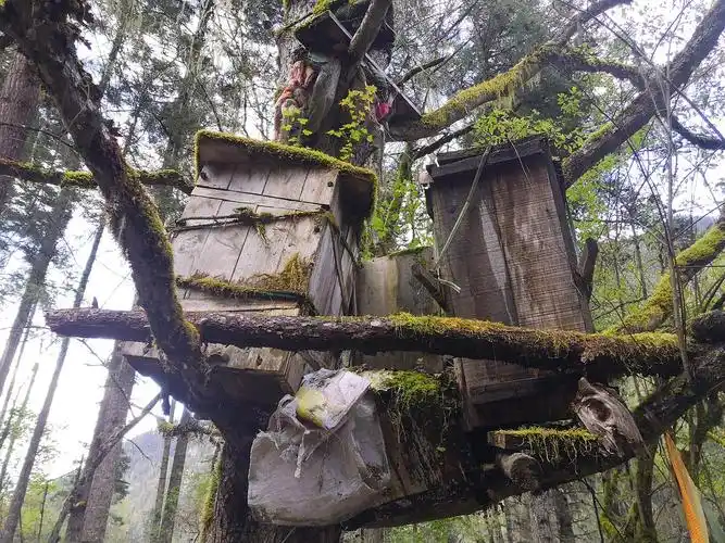 波密卓龙沟树葬地之行.