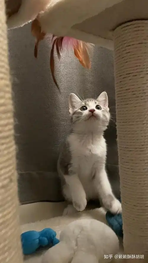 布偶串美短孩子长大啥样呢