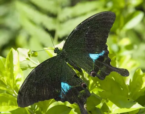巴黎翠凤蝶图片 巴黎翠凤蝶高清蝴蝶图片