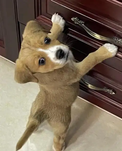 这个小眼神太可爱了,露营捡到的小狗狗到底是什么品种?