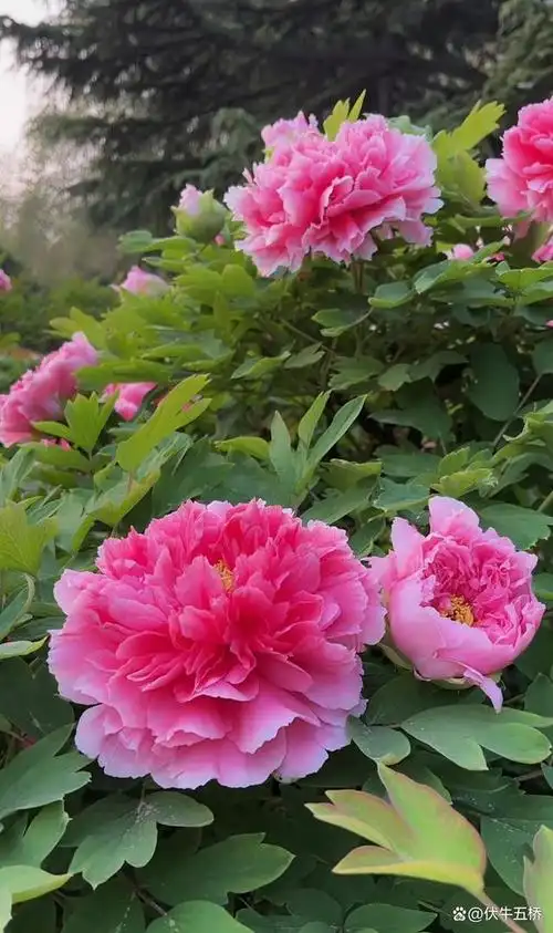 人间最美四月天,牡丹花开引人来