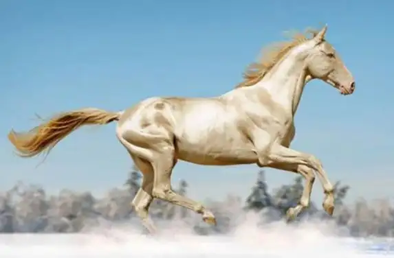 属马人昨天财运 属马人今天的财运指数