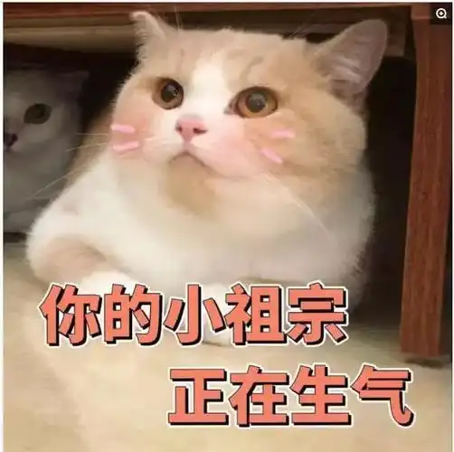 恋爱猫咪表情包,男生心都撩酥的撒娇猫咪表情包(5)