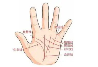 大家最熟悉的就是生命线,智慧线,事业线,感情线,婚姻线这五大手纹啦