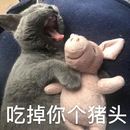 吃掉你个猪头(猫咪)_猫咪_你个_猪头_吃掉表情