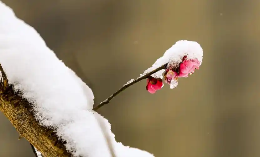 红梅傲雪