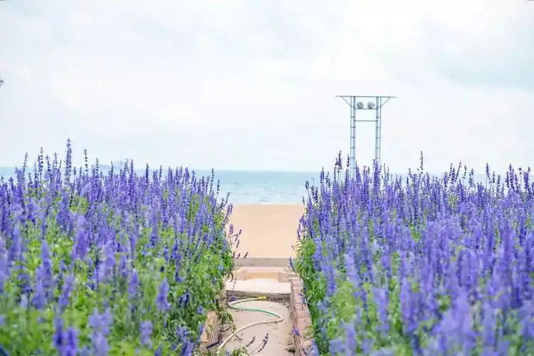 玫瑰海岸攻略(深圳玫瑰海岸自驾游攻略)-知道啦