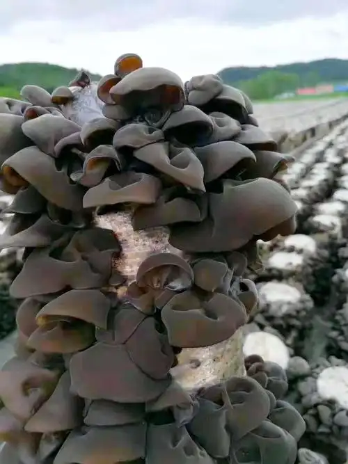 出售纯正中的散养溜达鸡(每只100元),笨鸡蛋(1元1个),木耳(每袋一斤25